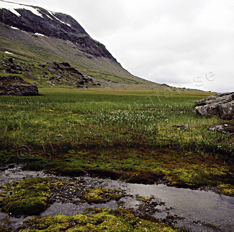 Blomstrande dal i fjällen biotop, biotoper, blommor, fjäll, fjällblomma, fjällen, fjällhed, Kärkevagge, natur, Riksgränsen, vår