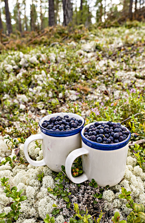 Blåbär i mugg biotop, biotoper, blåbär, bär, fönsterlav, höst, natur, renlav, skog, skogsbär, årstid, årstider