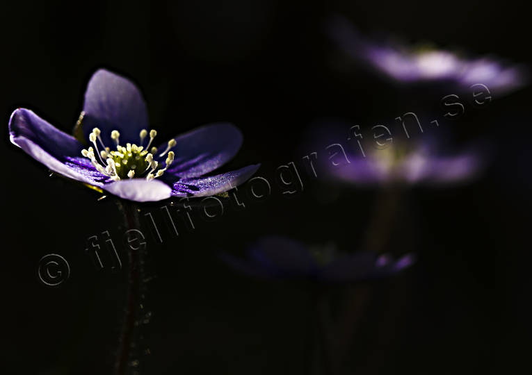 Blåsippor i skogsglänta anemone, blomma, blommor, blå, blåsippa, blåsippor, blåviringen, granblandskogar, hepatica, lövskogar, natur, nobilis, sippa, sippor, skog, skogsmark, violett, vår, växter, årstider