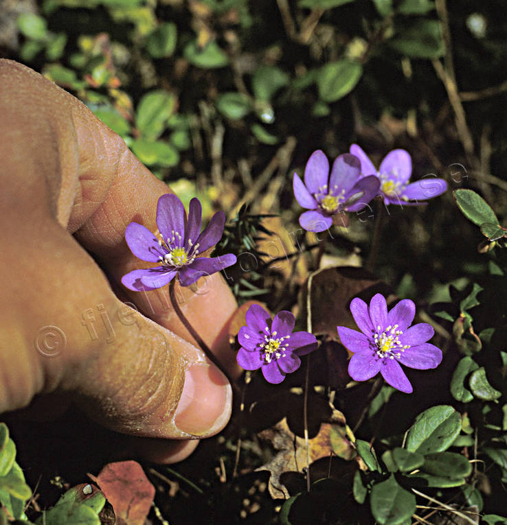 Blåsippor plockas biotop, biotoper, blommor, blåsippor, natur, plocka, plockas, skog, skogar, skogsmark, vår, vårblommor, årstid, årstider