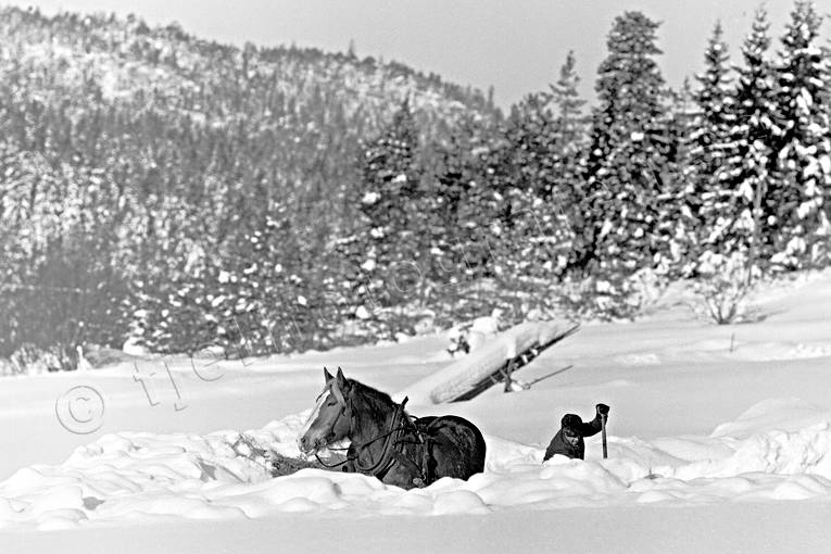 arbete, djur, dggdjur, hst, jordbruk, krning, sn, snskottning, svartvit, vinter, vinterlandskap, vinterstmning, rstider