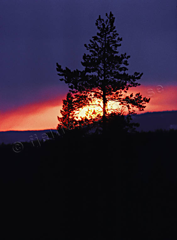 himmel, kvll, ljus, soluppgng, stmning, stmningsbild, stmningsbilder, tall, trd, vr, rstid, rstider