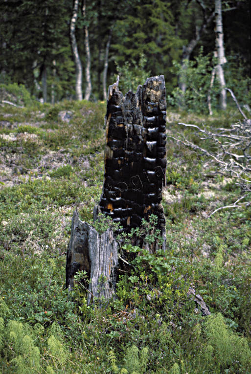 Bränd gammal stubbe biotop, biotoper, brand, miljö, natur, skog, skogar, skogsbrand, skogsmark, stubbe, tjärstubbe, urskog