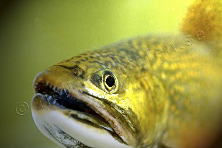 Bäckröding bäckröding, djur, fiskar, röding