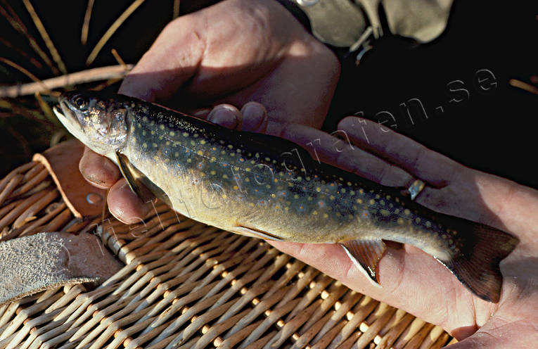 Bäckröding bäckmete, bäckröding, fiske, mete, röding, sportfiske