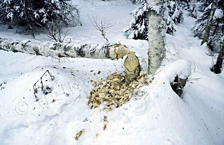 Bäverfälld björk betesplats, björk, björkar, bäver, bäverfällt, djur, däggdjur, gnagare, gnagt, träd
