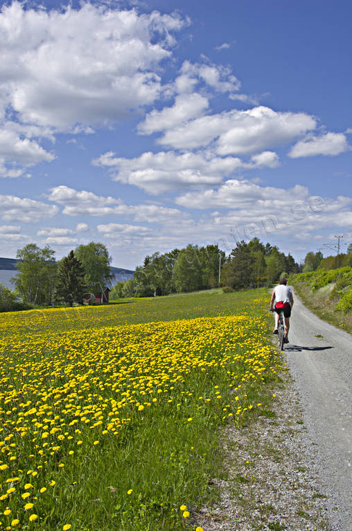 cykel, cykla, cyklist, friluftsliv, försommar, grusväg, Jämtland, maskrosor, maskrosäng, sommar, sommarhage, sommarväg, Storsjön, uteliv, väg, årstid, årstider, äventyr