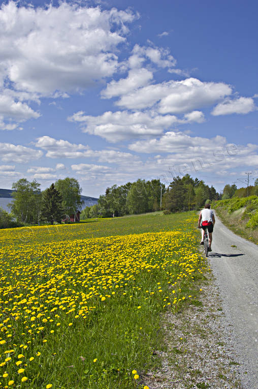 Cyklist vid maskrosäng cykel, cykla, cyklist, friluftsliv, försommar, grusväg, Jämtland, maskrosor, maskrosäng, sommar, sommarhage, sommarväg, Storsjön, uteliv, väg, årstid, årstider, äventyr