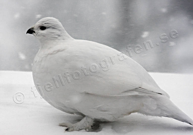 Dalripa i snöoväder dalripa, djur, fjäll, fågel, fåglar, ripa, snö, vinter