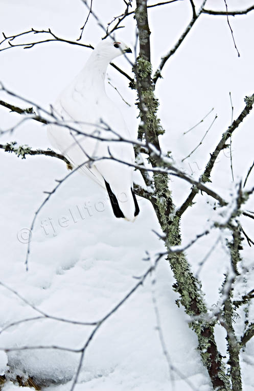 Dalripa på björkgren björk, dalripa, djur, fåglar, gren, ripa, snö, vinter