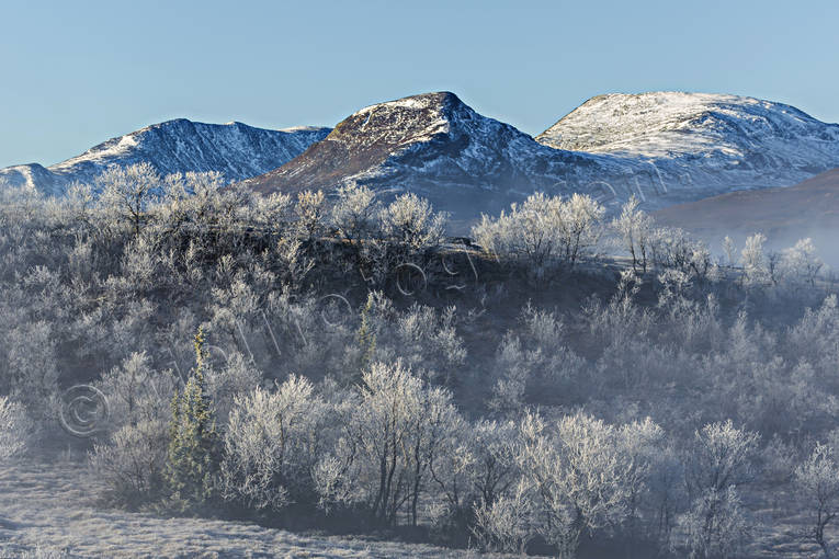 bjrk, dimfrost, fjll, fjllandskap, fjllbjrk, fjllbjrkar, fjllbjrkskog, fjllen, fjllskog, fjlltopp, fjlltoppar, getryggen, hgfjll, hst, hstfrger, hstmorgon, Jmtland, Landskap, natur, nysn, Snasahgarna, Snasen, Snasenmassivet, sn, tvrklumpen, rstid, rstider