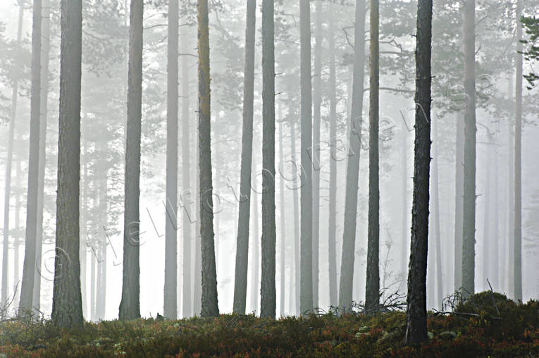 Dimma i skog dimma, Härjedalen, höst, Landskap, träd, trädstammar, årstid, årstider