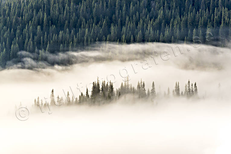 Dimma i skogen dimma, granar, Jämtland, Landskap, moln, natur, skog