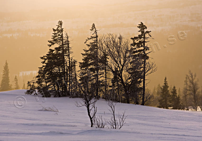 dimma, gamla, granar, granbestnd, soluppgng, vinter, rstider