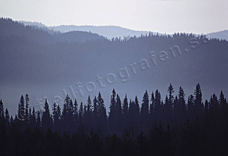 Dimma i storskogen berg, blånande, dimma, höst, skog, storskog, Ströms Vattudal, stämning, stämningsbild, stämningsbilder, Vattudalen, årstid, årstider
