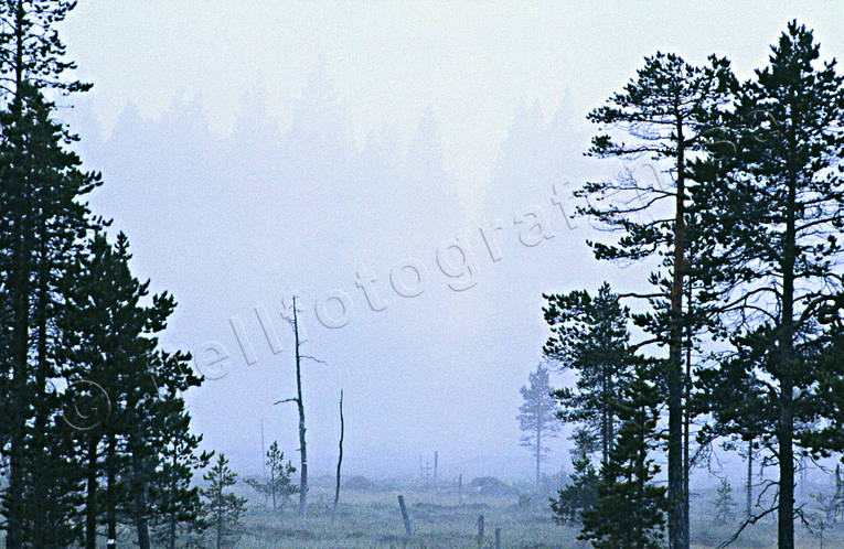 dimma, Hrjedalen, hst, morgon, morgondimma, mosse, myr, myrmark, skog, stmning, stmningsbild, stmningsbilder, rstid, rstider