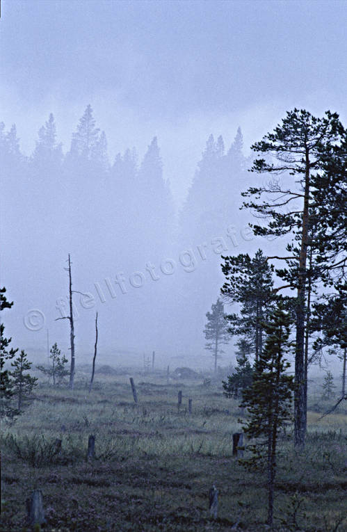 dimma, hst, morgon, morgondimma, mosse, myr, myrmarker, sikt, stmning, stmningsbild, stmningsbilder, rstid, rstider
