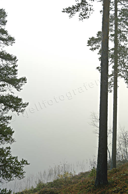 Hrjedalen, hst, sj, trd, trdstammar, rstid, rstider