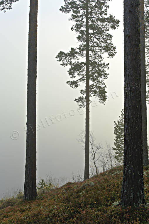 dimma, Hrjedalen, hst, Landskap, sj, trd, trdstammar, rstid, rstider