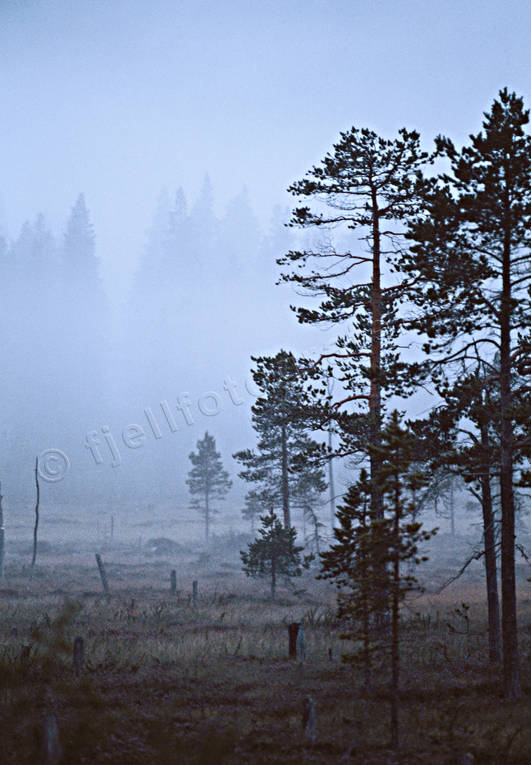 Dimma över myrmarker blå, dimma, höst, kallt, mosse, myr, myrmarker, myrtallar, råkallt, rått, stämning, stämningsbild, stämningsbilder, tallar, träd, vildmark, årstid, årstider, ödemark
