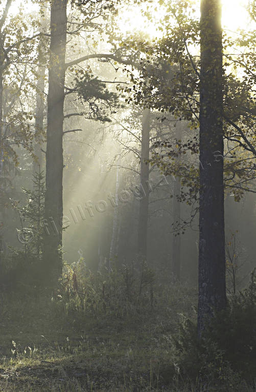 dimma, hst, morgon, morgondimma, skog, storskog, stmning, stmningsbild, stmningsbilder, trolsk, trolskt, rstid, rstider, lvor
