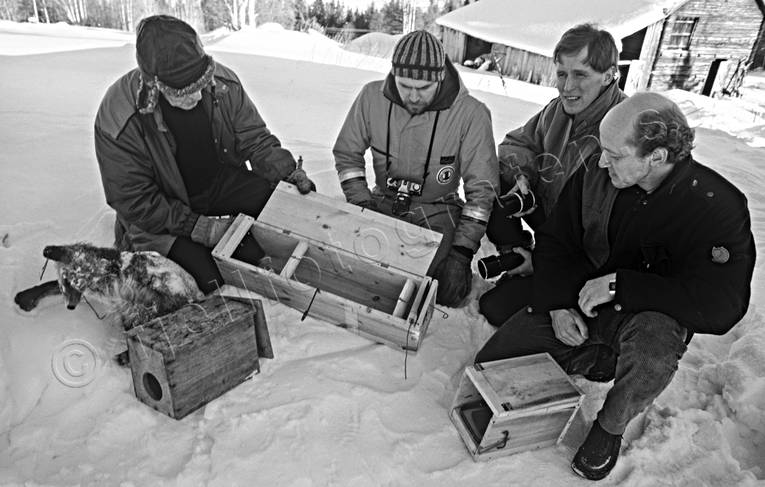 Diskussion vid fällor bergstrand, fångst, jakt, trappern, trappern Bergstrand