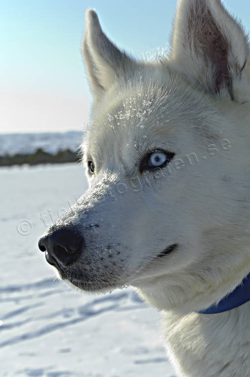 Draghund Siberian Husky djur, draghund, däggdjur, hund, hunddjur, husky, polarhund, siberian, öga, ögon
