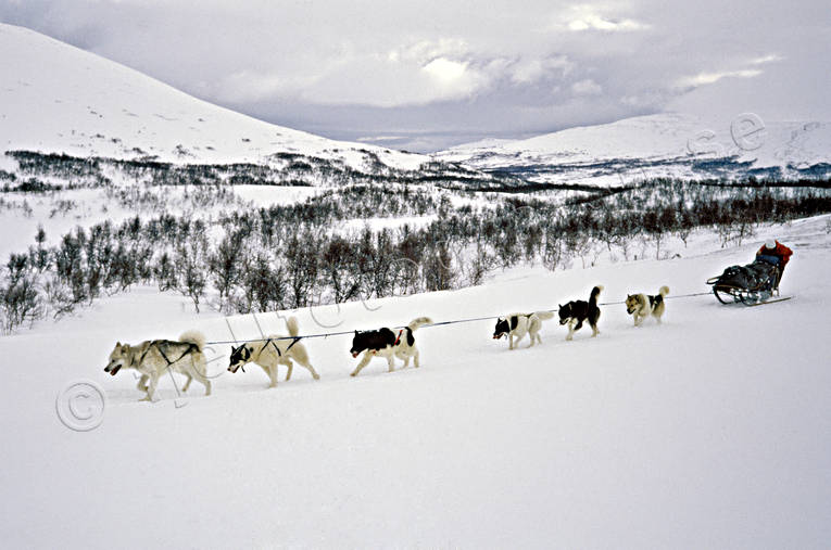 Draghundar i arbete djur, draghund, draghundar, draghundtur, fjäll, fjälltur, grönlandshundar, hundar, slädfärd, slädhund, slädhundar, uteliv, vinter, äventyr