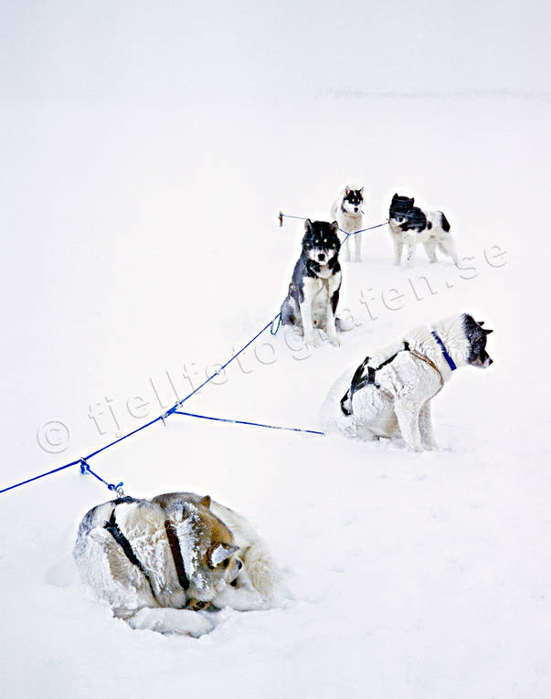 draghund, draghundar, draghundtur, draglina, frysa, fryser, grönlandshundar, hund, hundar, kallt, kura, kurar, oväder, slädhund, slädhundar, snö, snöstorm, storm, uteliv, vinter, äventyr, översnöad
