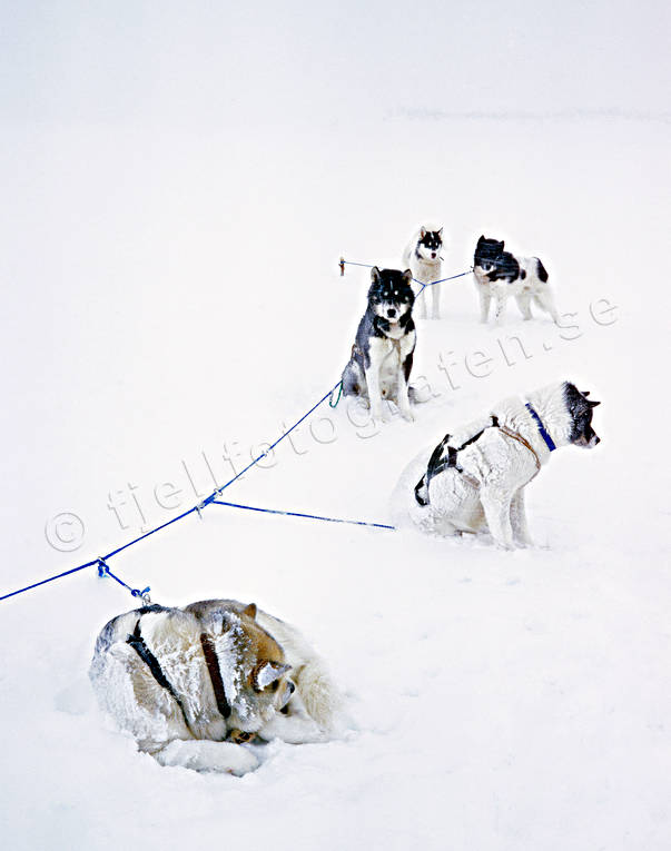Draghundar i snöstorm draghund, draghundar, draghundtur, draglina, frysa, fryser, grönlandshundar, hund, hundar, kallt, kura, kurar, oväder, slädhund, slädhundar, snö, snöstorm, storm, uteliv, vinter, äventyr, översnöad