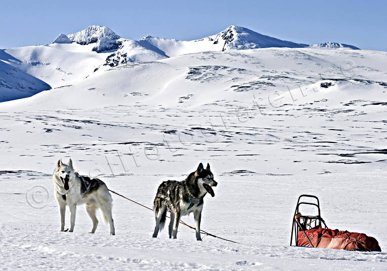 draghund, draghundar, draghundtur, fjll, fjllnatur, friluftsliv, hund, hundar, hundspann, husky, lillsylen, pulka, siberian, skidor, skidkare, skidkning, sldhund, sldhundar, sn, sylarna, Syltoppen, uteliv, vinter, rstid, rstider, ventyr