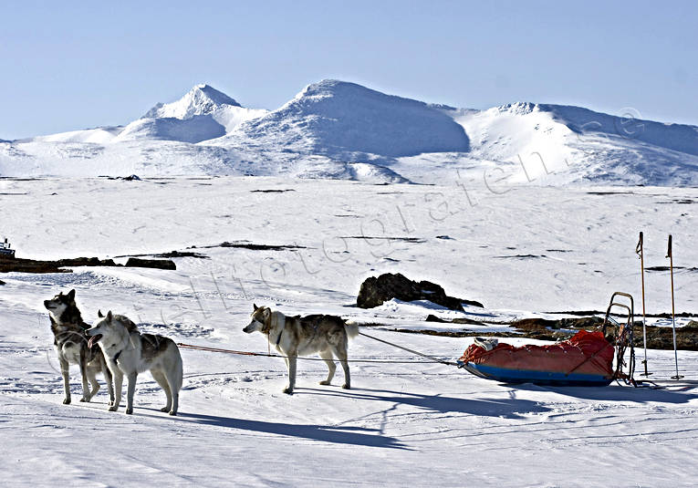 draghund, draghundar, draghundtur, fjll, fjllnatur, friluftsliv, hund, hundar, hundspann, husky, pulka, siberian, skidor, skidkare, skidkning, sldhund, sldhundar, sn, sylarna, uteliv, vinter, rstid, rstider, ventyr