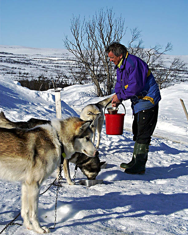 Draghundar utrodras draghund, draghundar, draghundtur, hundar, mata, slädhund, slädhundar, uteliv, utfodra, vinter, äventyr