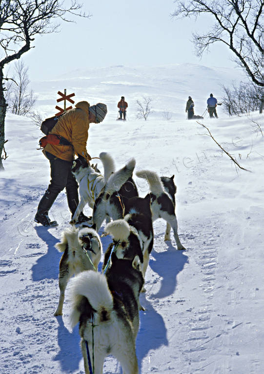draghund, draghundar, draghundtur, fjllfolk, grnlandshundar, hundfrare, kallt, sldfrd, sldhund, sldhundar, sldhundtur, sn, uteliv, vinter, ventyr