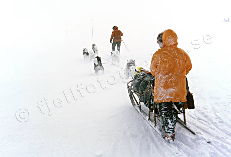 draghund, draghundar, draghundtur, fjllfolk, hundfrare, kallt, ovder, sldfrd, sldhund, sldhundar, sldhundtur, sn, snstorm, storm, uteliv, vinter, ventyr