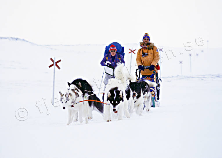 Draghundspann i fjällen draghund, draghundspann, fjäll, fjälled, fjällen, fjälltur, grönlandshundar, grönländare, hundar, hundspann, led, ledkryss, släde, slädfärd, slädhund, slädhundar, snö, vinter, äventyr