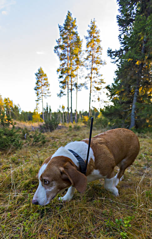 Drever med hundpejl djur, drever, drevjakt, däggdjur, hund, hundpejl, hundsökare, jakt, jakthund, rådjursjakt