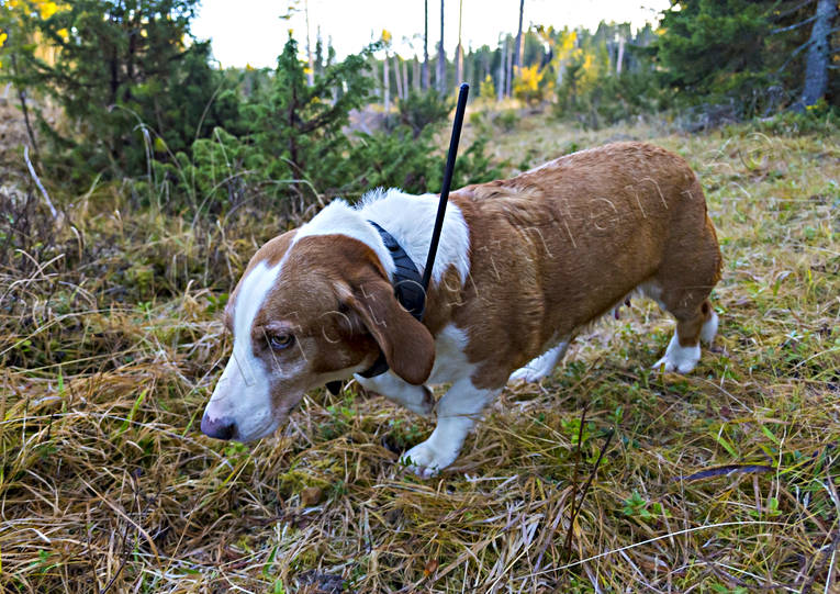 djur, drever, drevjakt, dggdjur, hund, hundpejl, hundskare, jakt, jakthund, rdjursjakt