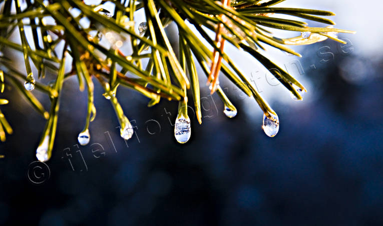 jul, julbilder, julkort, julstmning, sjfart, stmning, stmningsbild, stmningsbilder, tallbarr, vatten, vattendroppar, vinter, vinterbilder, rstid, rstider