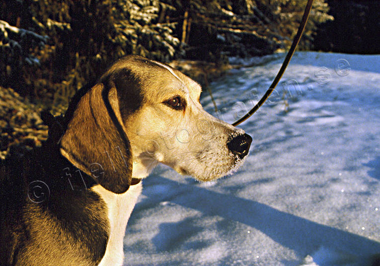 djur, dunkerstvare, dggdjur, harhund, harjakt, hund, hundar, jakt, jakthund, stvare