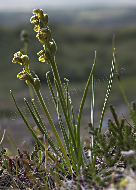 Dvärgyxne biotop, biotoper, blommor, dvärgyxne, fjäll, fjällblomma, fjällblommor, fjällen, fjällväxt, fjällväxter, natur, orkide, orkideer, växt, växter