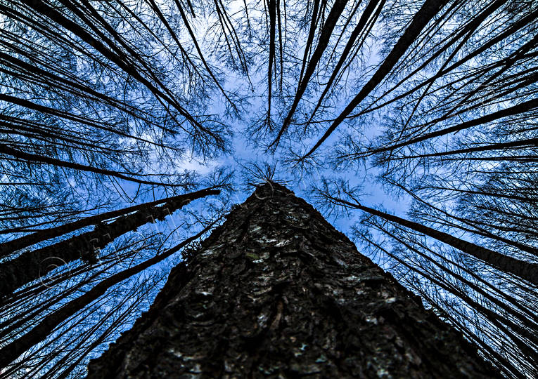 Ekorrens perspektiv grodperspektiv, himmel, natur, perspektiv, skog, stammar, träd, trädstammar