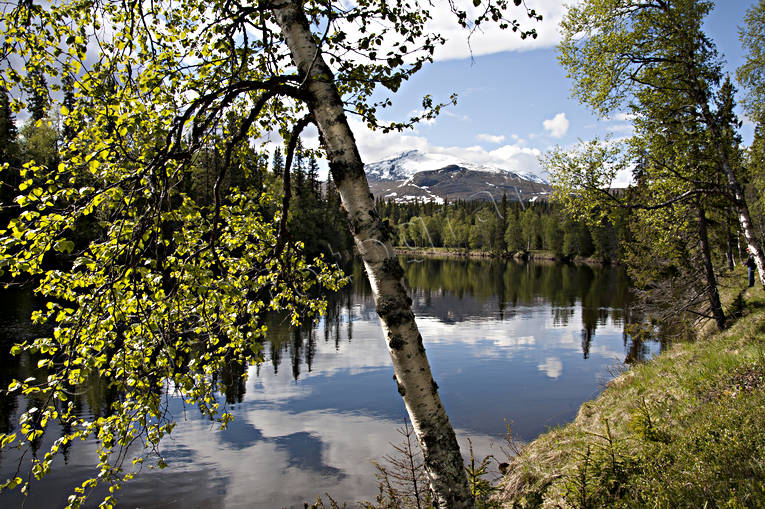 bjrk, bjrklv, Enafors, Enaforsholm, Enan, Jmtland, Landskap, natur, Snasen, Storsnasen, vattendrag, vr, rstider, lv