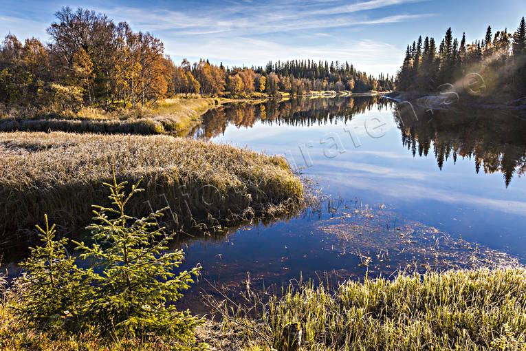 bjrk, bjrklv, Enafors, Enaforsholm, Enan, fjll, fjllandskap, hst, hstfrger, hstmorgon, Jmtland, Landskap, natur, skog, stmmning, stmningsbild, stmningsbilder, vattendrag, rstid, rstider, lv
