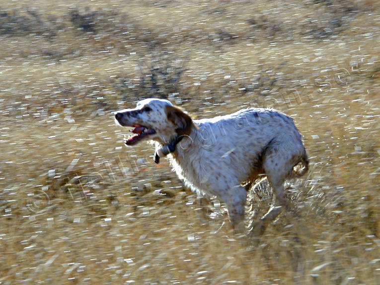 Engelsk setter i språng djur, däggdjur, engelsk setter, fart, fågelhund, hund, hundar, jakt, löper, ripjakt, setter, springer, språng, stående fågelhund