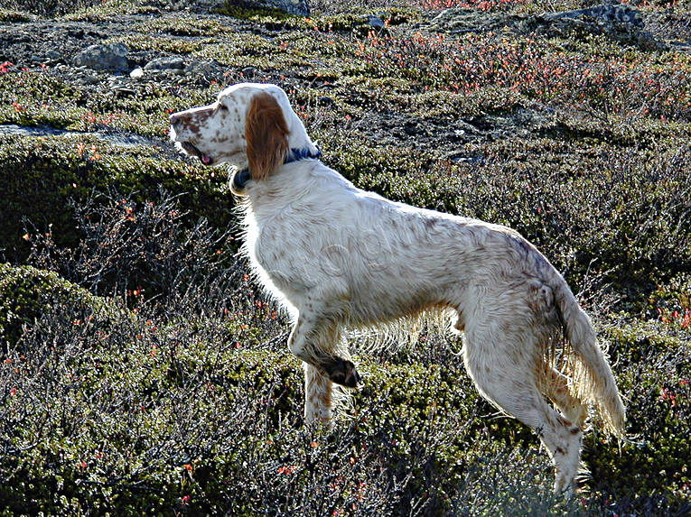 djur, dggdjur, engelsk setter, fgelhund, hund, hundar, jakt, ripjakt, setter, stende fgelhund, stnd