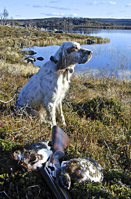 Engelsk setter med jaktbyte Ripa djur, däggdjur, engelsk setter, fjälljakt, fågelhund, hund, hundar, jakt, jaktbyte, ripa, ripjakt, setter, stående fågelhund
