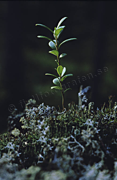 Ensam blåbärsstängel barrskog, biotop, biotoper, blåbär, blåbärsris, natur, ris, skog, skogar, skogsmark