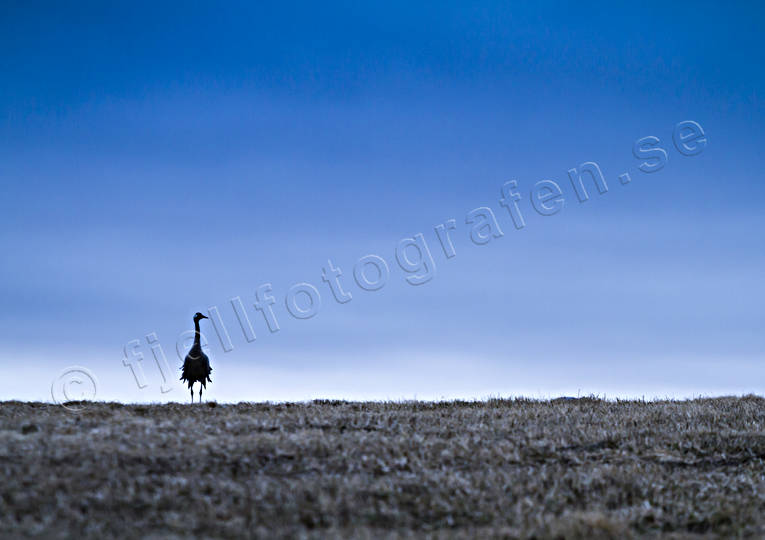 Ensam trana vid Hornborgasjön djur, fåglar, Hornborgasjön, tranor, Västra Götaland