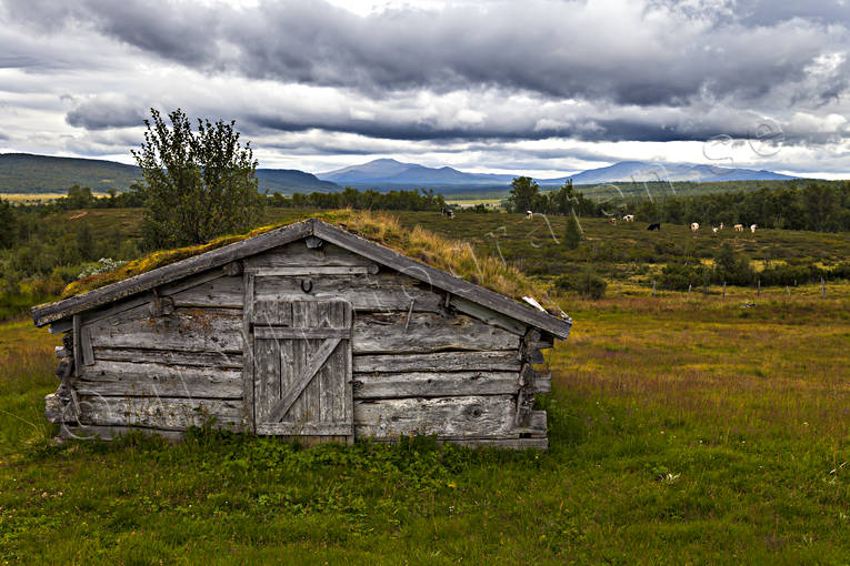 byggnad, byggnader, djur, dggdjur, fjll, fjllen, fbod, fbodar, fbodliv, fbodvall, gammal lada, grnbete, Hrjedalen, hst, kor, kossor, Kuppvallen, lada, Landskap, natur